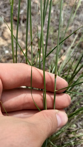 Stipa sareptana, photograph 3