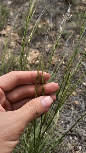 Stipa sareptana, photograph 4