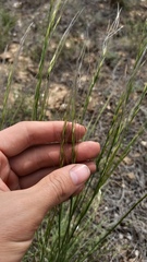 Stipa sareptana, photograph (c) ivansemenkov, some rights reserved (CC BY)