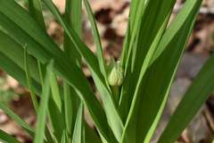 Hemerocallis middendorffii