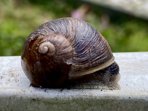 Garden Snail