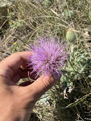 Cirsium undulatum, photograph (c) Rose Zappa, some rights reserved (CC BY)