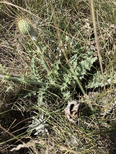 Cirsium undulatum, photograph 5