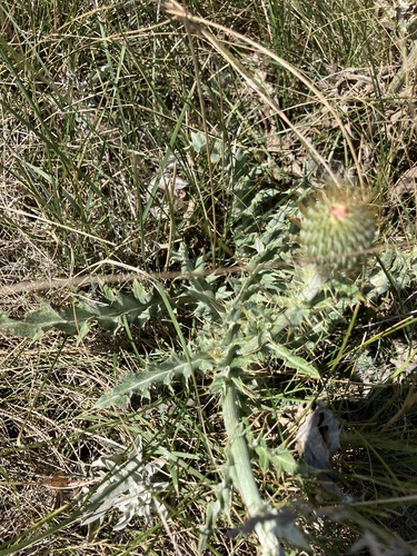 Cirsium undulatum, photograph 6
