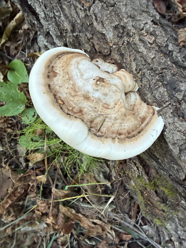 artist's bracket · August 2026 · photo: Photo: (c) Jacob Roetscher, some rights reserved (CC BY) · iNaturalist