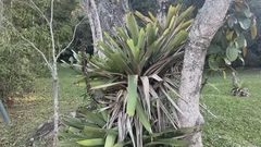 Vriesea bituminosa