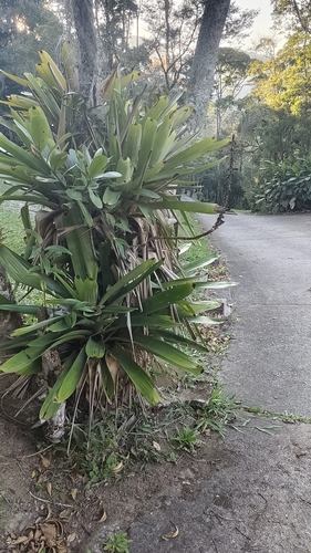 Vriesea bituminosa, photograph 1