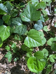 Hedera colchica
