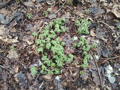 Anemonoides ranunculoides