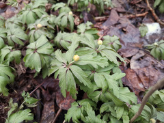 Anemonoides ranunculoides