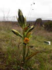 Chloraea disoides