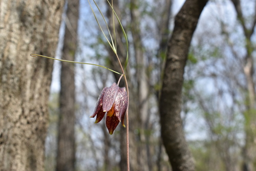 Image of Fritillaria usuriensis by (c) Repina Tatyana, some rights reserved (CC BY)