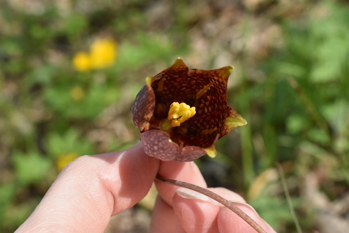 Image of Fritillaria usuriensis by (c) Repina Tatyana, some rights reserved (CC BY)