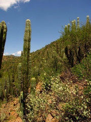 Isolatocereus dumortieri