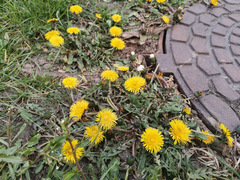 Taraxacum officinale