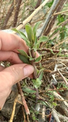Alhagi pseudalhagi, photograph (c) ivansemenkov, some rights reserved (CC BY)