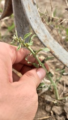 Alhagi pseudalhagi, photograph (c) ivansemenkov, some rights reserved (CC BY)