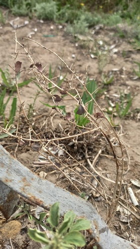 Alhagi pseudalhagi, photograph 4
