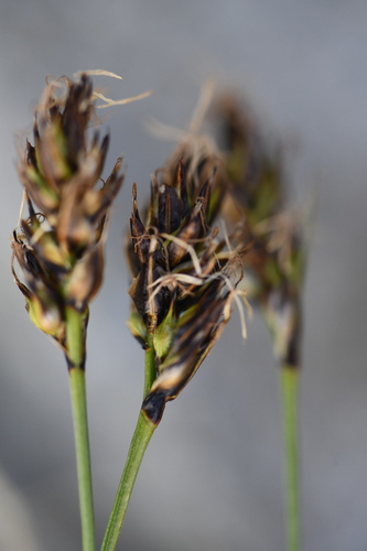 Carex curvula
