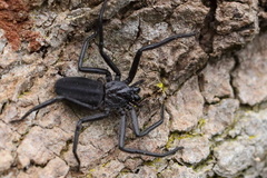 Morebilus plagusius