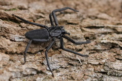 Morebilus plagusius