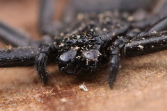 Morebilus plagusius