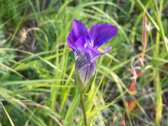 Gentianopsis thermalis, photograph (c) Timon T. K., some rights reserved (CC BY)