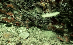 Eupentacta quinquesemita