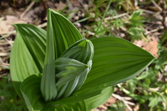 Veratrum dahuricum