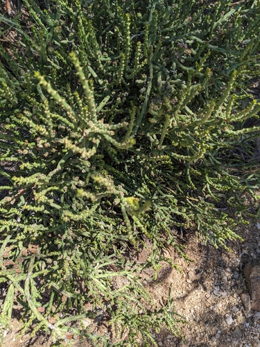 Cylindropuntia leptocaulis