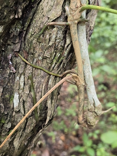 Anthurium pentaphyllum, photograph 5
