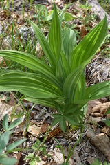 Veratrum dahuricum