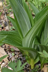 Veratrum dahuricum