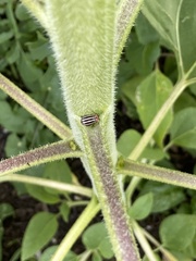 Kuschelina petaurista