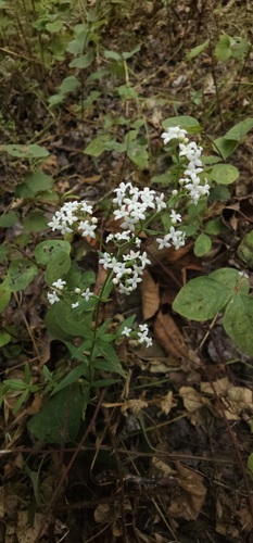 Northern Bedstraw