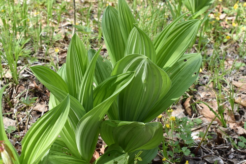 Image of Veratrum Dahuricum (Veratrum dahuricum) by (c) Repina Tatyana, some rights reserved (CC BY)