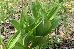 Veratrum dahuricum