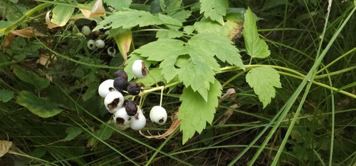 red baneberry
