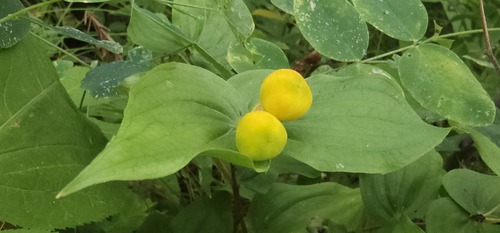 rough-fruited fairybells