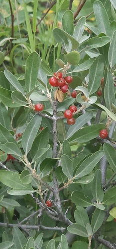 silver buffaloberry