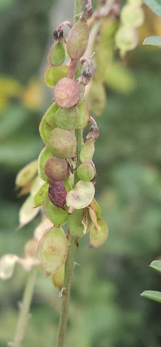 Alpine Sweet-vetch