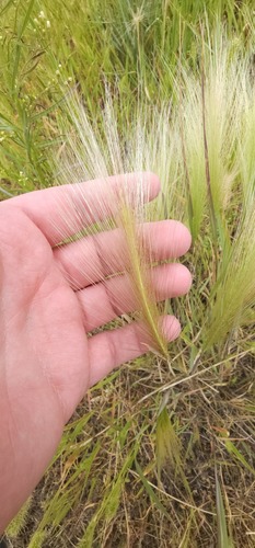Foxtail Barley