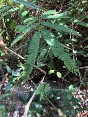 Albizia corniculata