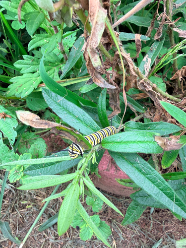 Monarch