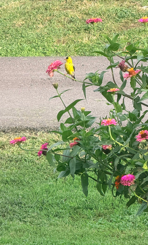 American Goldfinch
