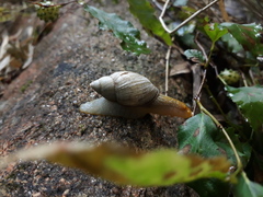 Plectostylus araucanus