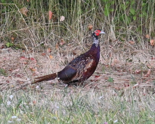 Ring-necked Pheasant