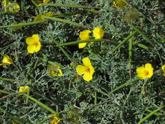 Eschscholzia ramosa