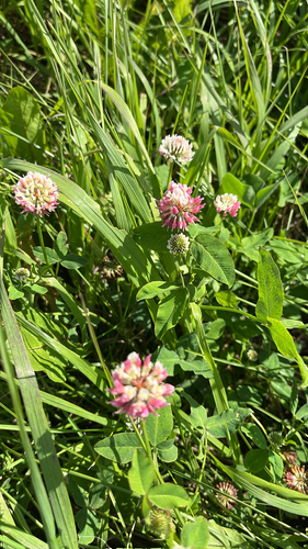 Alsike clover