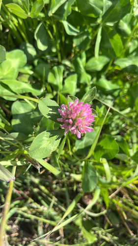 Red Clover